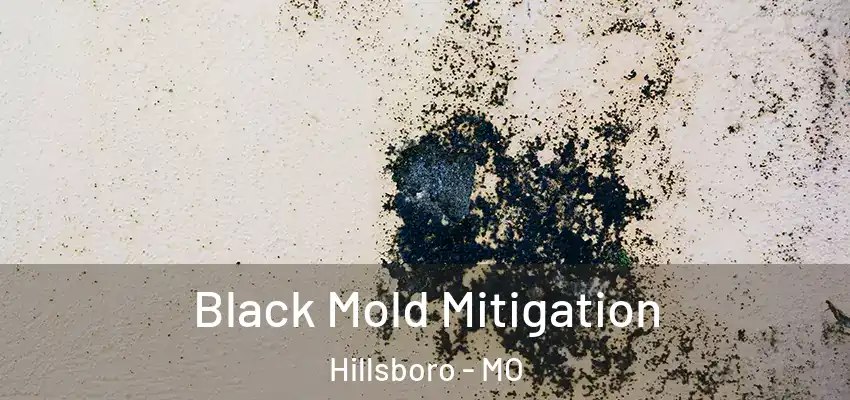  Black Mold Mitigation Hillsboro - MO