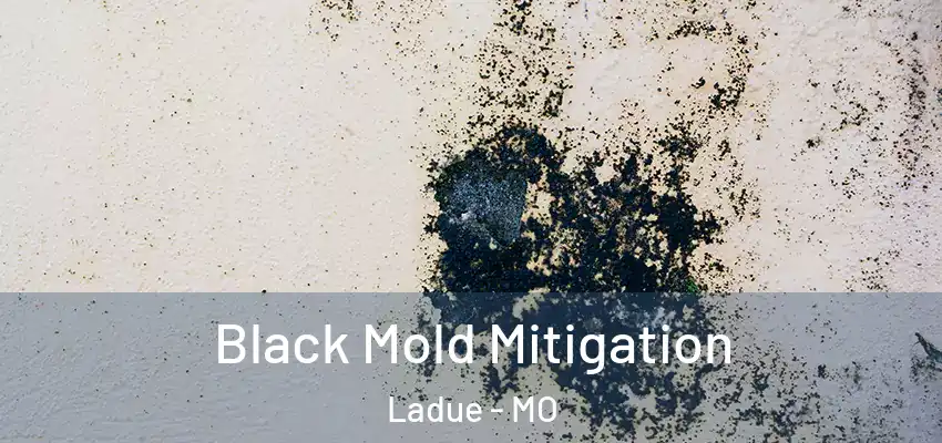  Black Mold Mitigation Ladue - MO