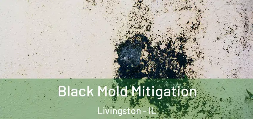  Black Mold Mitigation Livingston - IL