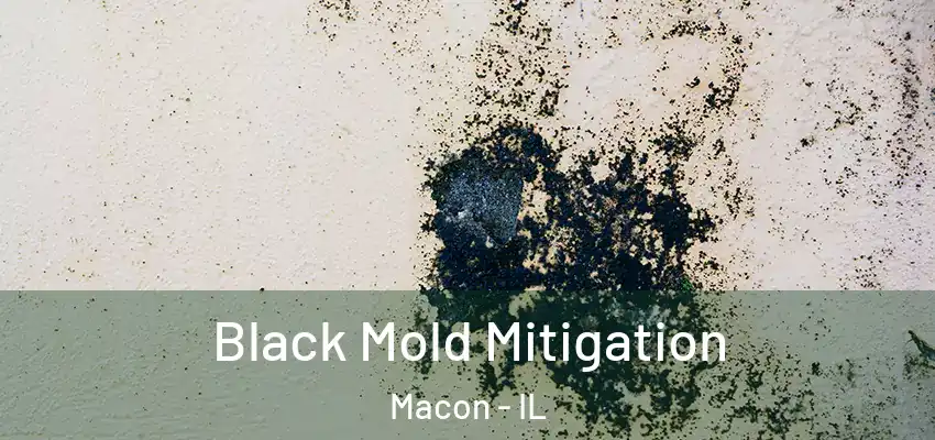  Black Mold Mitigation Macon - IL