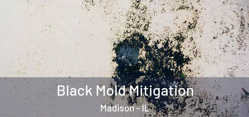  Black Mold Mitigation Madison - IL