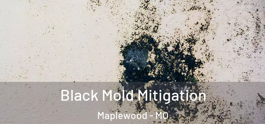 Black Mold Mitigation Maplewood - MO