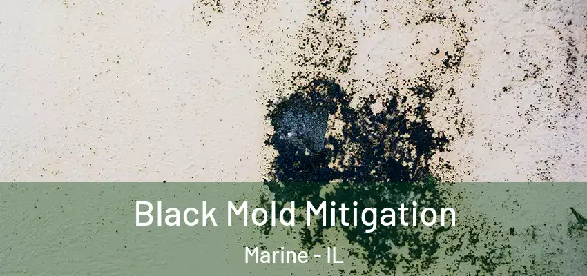  Black Mold Mitigation Marine - IL
