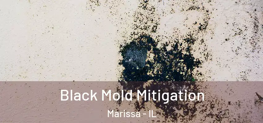  Black Mold Mitigation Marissa - IL