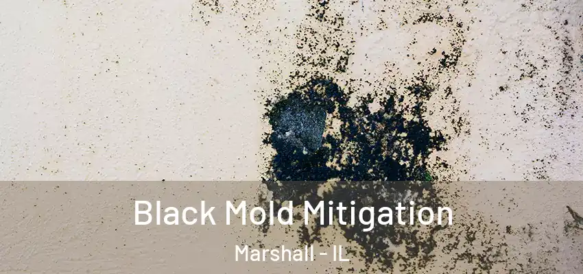  Black Mold Mitigation Marshall - IL