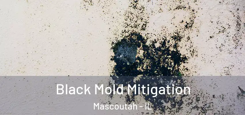  Black Mold Mitigation Mascoutah - IL