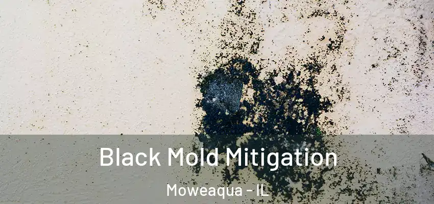  Black Mold Mitigation Moweaqua - IL