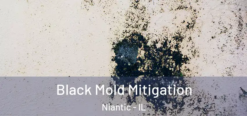  Black Mold Mitigation Niantic - IL