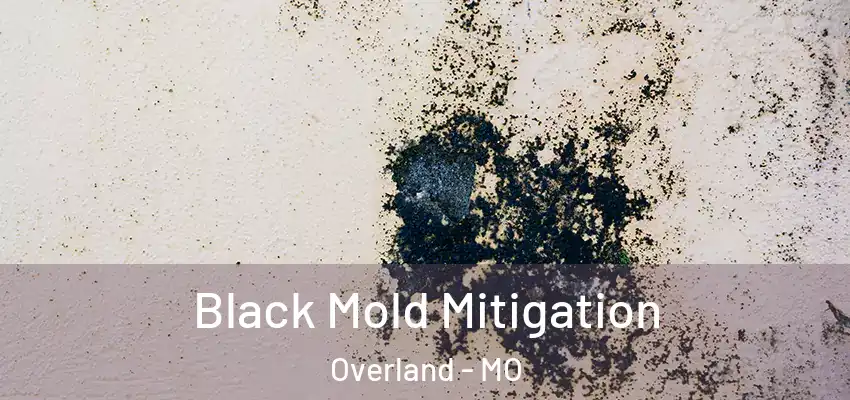  Black Mold Mitigation Overland - MO