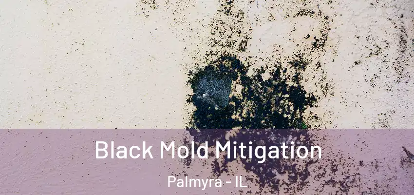  Black Mold Mitigation Palmyra - IL