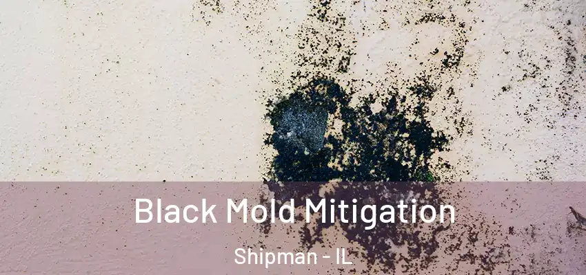  Black Mold Mitigation Shipman - IL