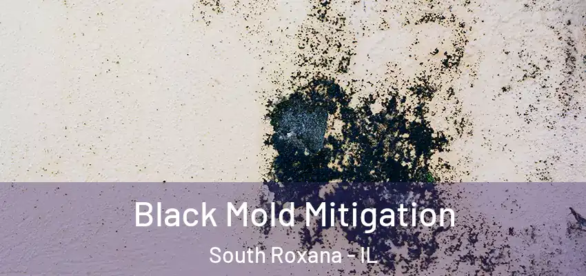  Black Mold Mitigation South Roxana - IL