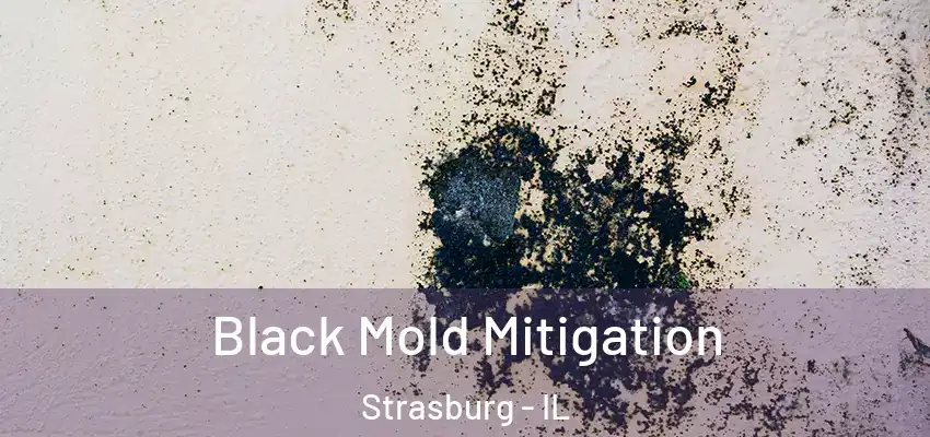  Black Mold Mitigation Strasburg - IL