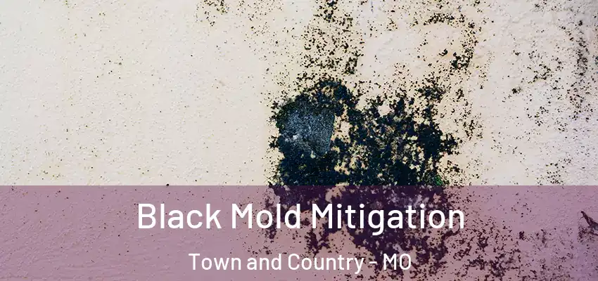  Black Mold Mitigation Town and Country - MO