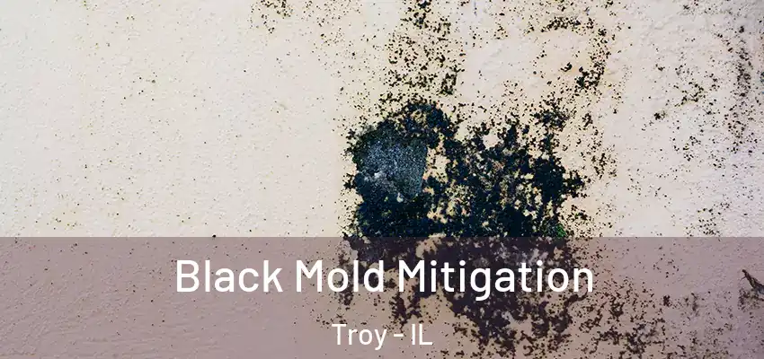 Black Mold Mitigation Troy - IL