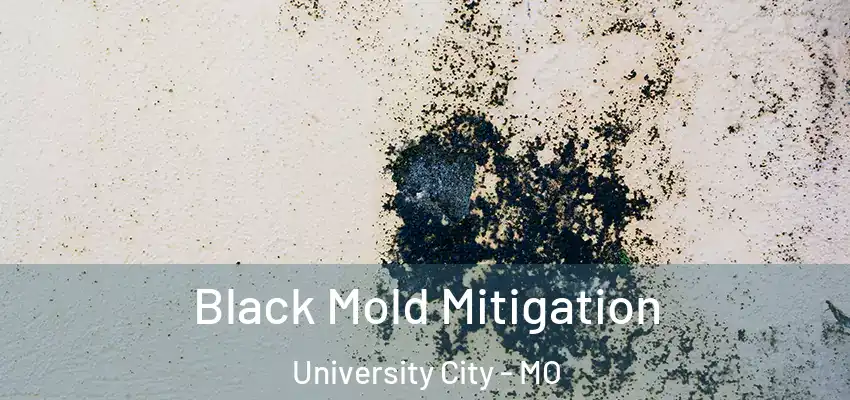 Black Mold Mitigation University City - MO