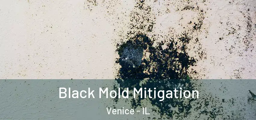  Black Mold Mitigation Venice - IL