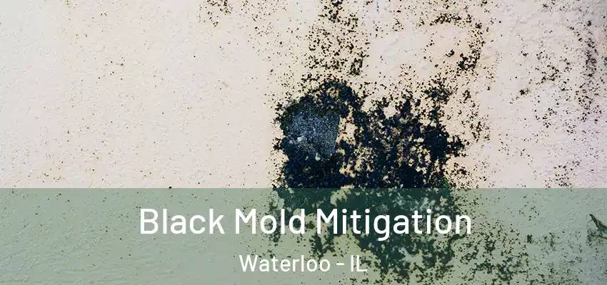 Black Mold Mitigation Waterloo - IL