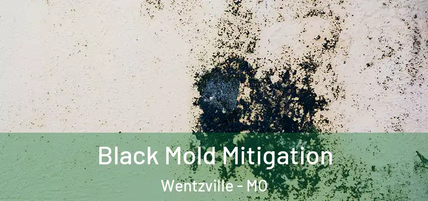  Black Mold Mitigation Wentzville - MO