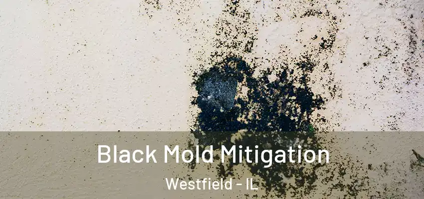 Black Mold Mitigation Westfield - IL