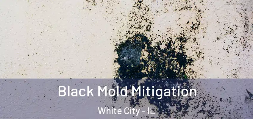  Black Mold Mitigation White City - IL