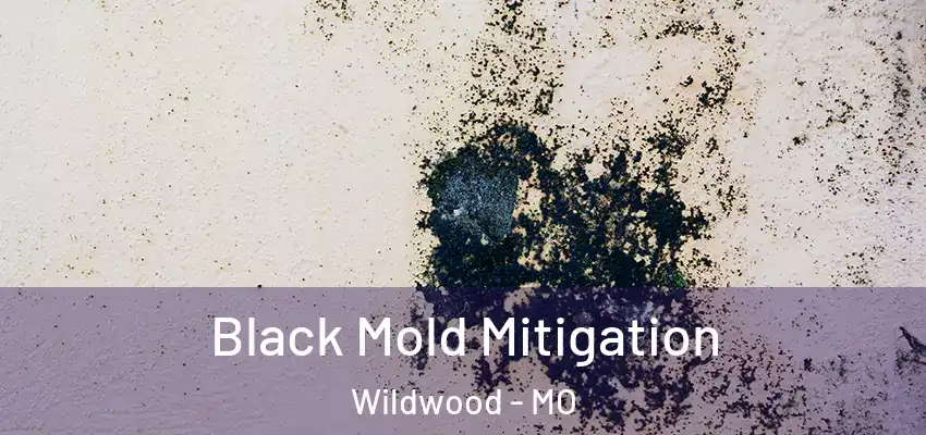  Black Mold Mitigation Wildwood - MO