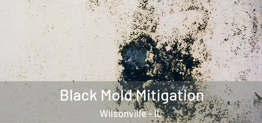  Black Mold Mitigation Wilsonville - IL