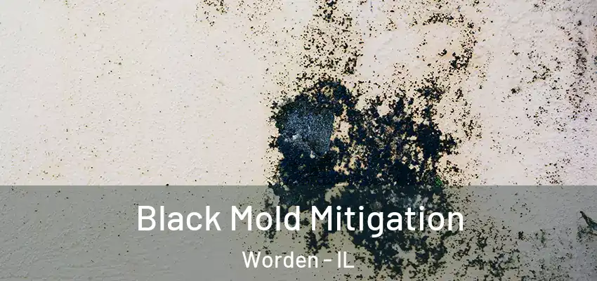  Black Mold Mitigation Worden - IL