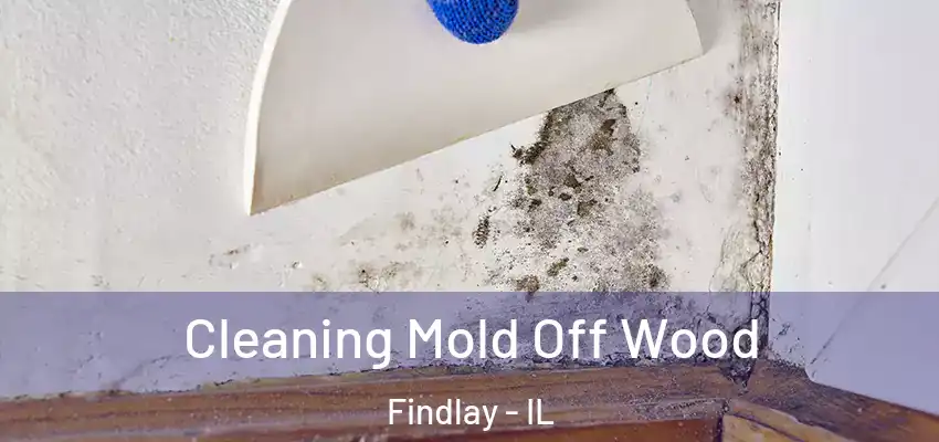  Cleaning Mold Off Wood Findlay - IL