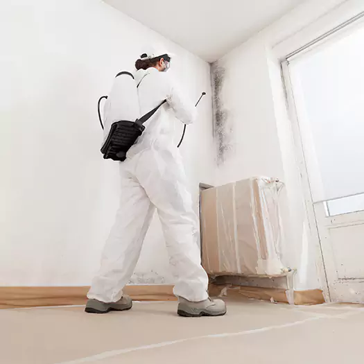 Trusted Black Mold Clean Up Experts in Maryville, IL
