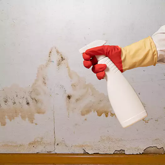 Trusted Black Mold Mitigation Specialists in Maryville, IL