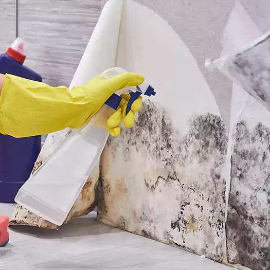 Reliable Mold Abatement Specialists in Maryville, IL