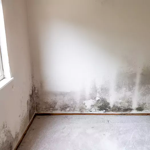Trusted Mold Cleanup Specialists in Maryville, IL