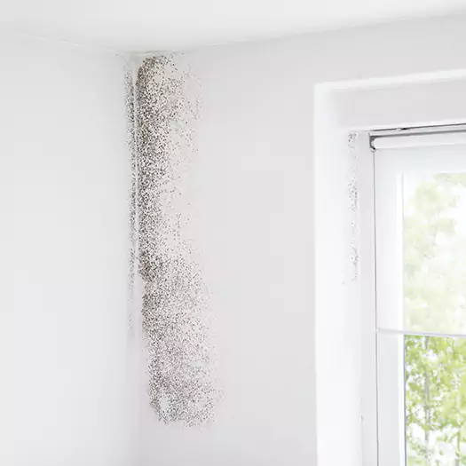 Trusted Mold Eradication Professionals Serving in Maryville, IL