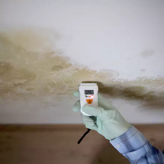 Reliable Mold Inspection Experts in Maryville, IL