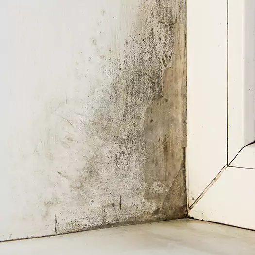 Skilled Mold on Drywall Experts in Maryville, IL