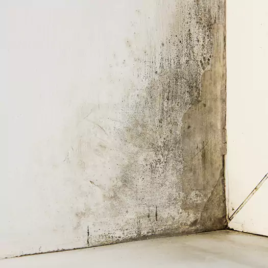 #1 Mold Remediation and Removal Experts in Maryville, IL