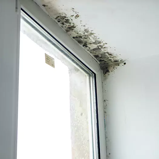 Reliable Mold Treatment Specialists in Maryville, IL