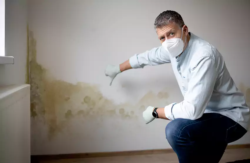 Mold Removal in Maryville, IL