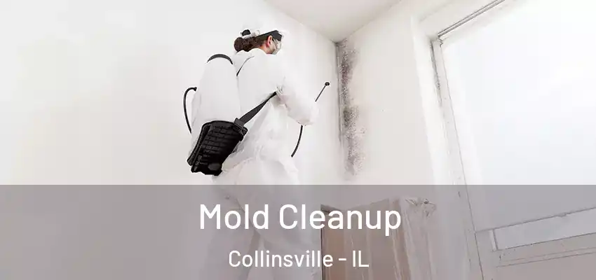  Mold Cleanup Collinsville - IL