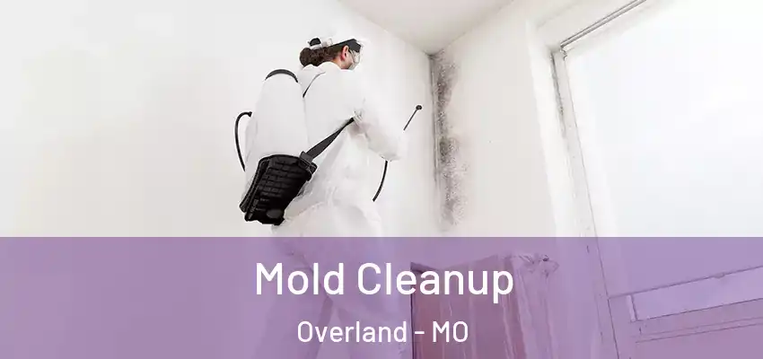  Mold Cleanup Overland - MO