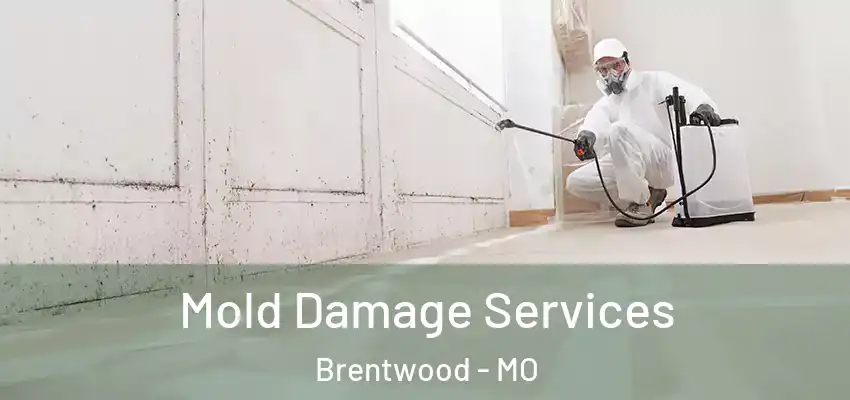  Mold Damage Services Brentwood - MO