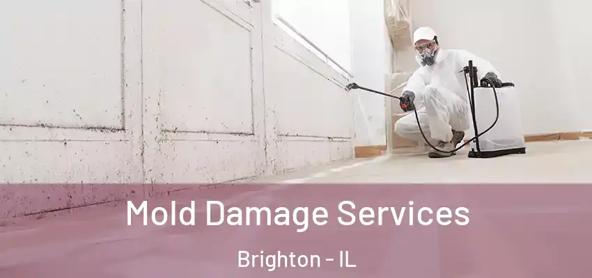  Mold Damage Services Brighton - IL