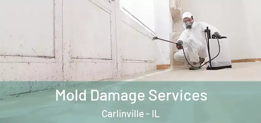  Mold Damage Services Carlinville - IL