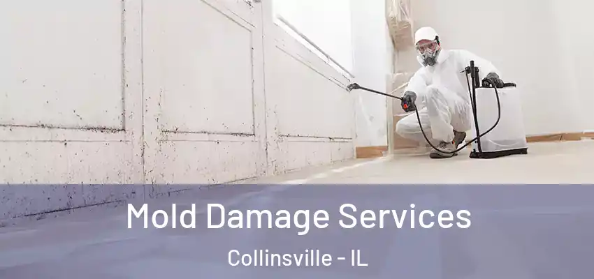  Mold Damage Services Collinsville - IL