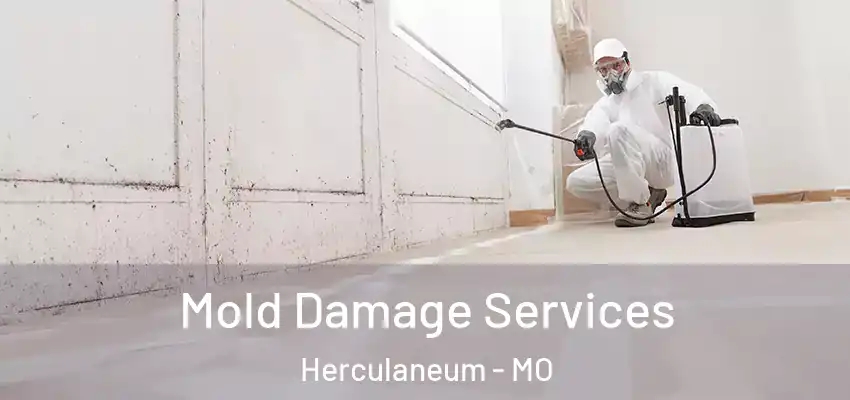  Mold Damage Services Herculaneum - MO