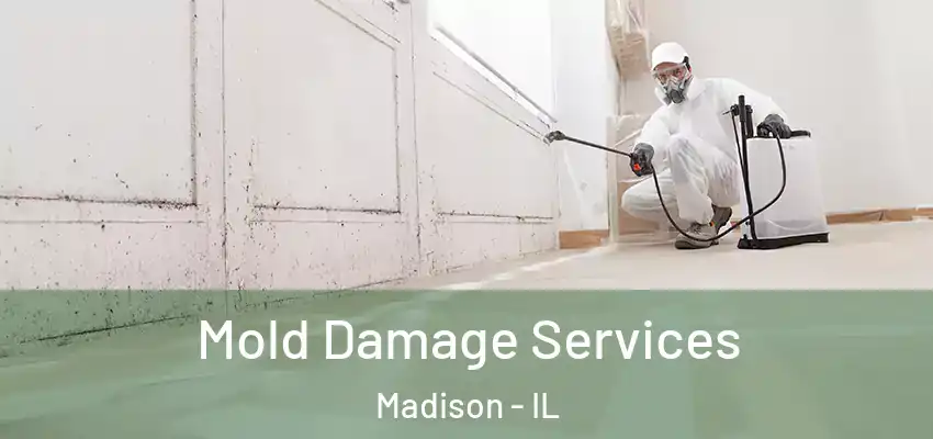  Mold Damage Services Madison - IL