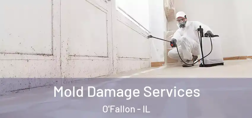 Mold Damage Services O'Fallon - IL