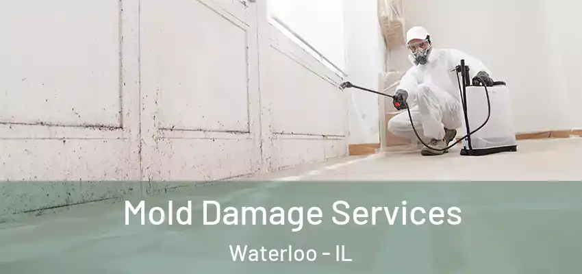 Mold Damage Services Waterloo - IL