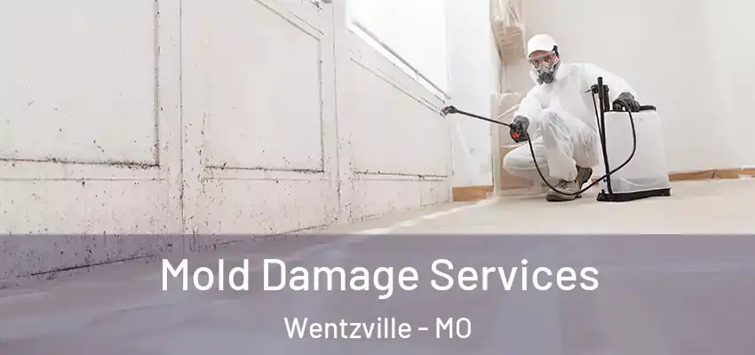  Mold Damage Services Wentzville - MO